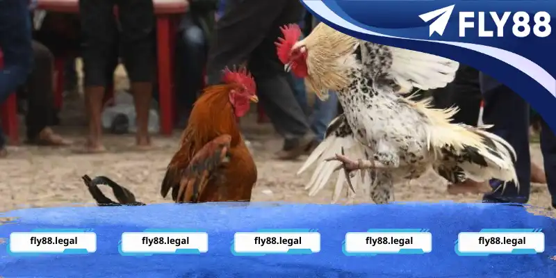 Lưu ý khi cá cược chọi chiến kê tại nhà cái hiện nay Lưu ý khi cá cược chọi chiến kê tại nhà cái hiện nay